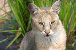 Трот, або будинок Трот, або будинок